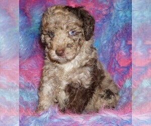 Miniature Labradoodle Puppy for sale in LA HABRA, CA, USA
