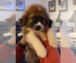 Small #1 Australian Shepherd-Great Pyrenees Mix