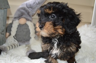 YorkiePoo Puppy for sale in HONEY BROOK, PA, USA