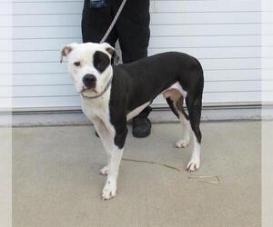 Bullboxer Pit Dogs for adoption in Louisville, KY, USA