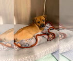 Small #4 Black Mouth Cur-Labrador Retriever Mix