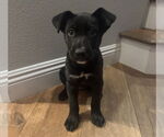 Small #1 Labrador Retriever Mix