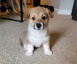 Small Photo #1 Pembroke Welsh Corgi Puppy For Sale in AUSTELL, GA, USA