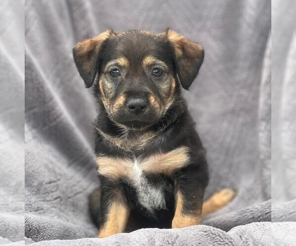 Medium Photo #1 Labrador Retriever-Unknown Mix Puppy For Sale in San Diego, CA, USA