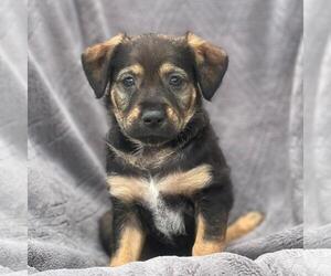 Labrador Retriever-Unknown Mix Dogs for adoption in San Diego, CA, USA