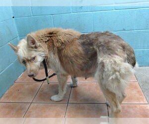 German Shepherd Dog Dogs for adoption in Downey, CA, USA