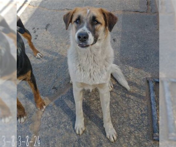 Medium Photo #4 Mutt Puppy For Sale in Apple Valley, CA, USA