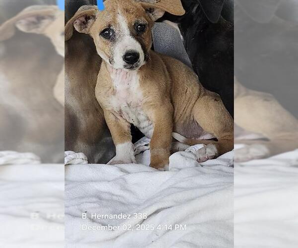 Medium Photo #1 Boxer-Unknown Mix Puppy For Sale in San Antonio, TX, USA