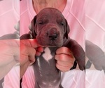 Small Photo #5 Great Dane Puppy For Sale in IDAHO FALLS, ID, USA
