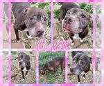 Small #1 American Pit Bull Terrier Mix