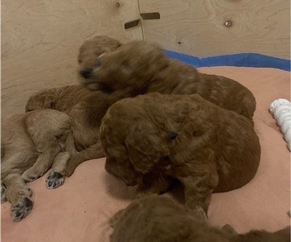 Medium Photo #24 Goldendoodle Puppy For Sale in BREA, CA, USA