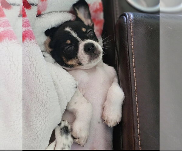 Medium Photo #6 Shih Tzu-Unknown Mix Puppy For Sale in Royal Palm Beach, FL, USA