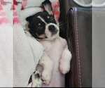 Small #5 Shih Tzu Mix
