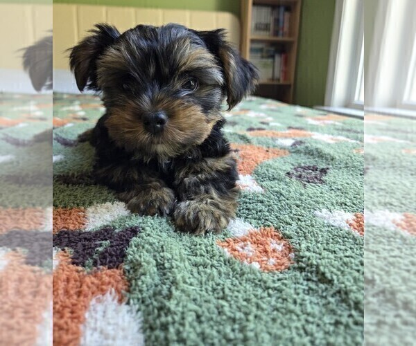 Medium Photo #27 Yorkshire Terrier Puppy For Sale in RHOADESVILLE, VA, USA