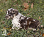 Puppy 2 Miniature Australian Shepherd-Poodle (Standard) Mix