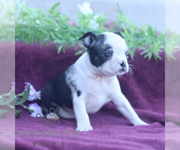 Medium Photo #3 Boston Terrier Puppy For Sale in PORT ROYAL, PA, USA