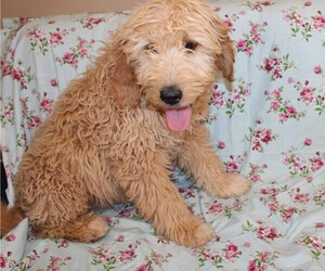 Goldendoodle (Miniature) Puppy for sale in BLOOMINGTON, IN, USA