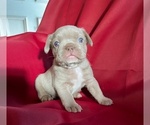 Puppy Ike French Bulldog