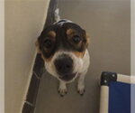 Small Mutt