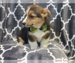 Small Photo #6 Pembroke Welsh Corgi Puppy For Sale in LAKELAND, FL, USA