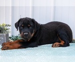 Small #1 Rottweiler