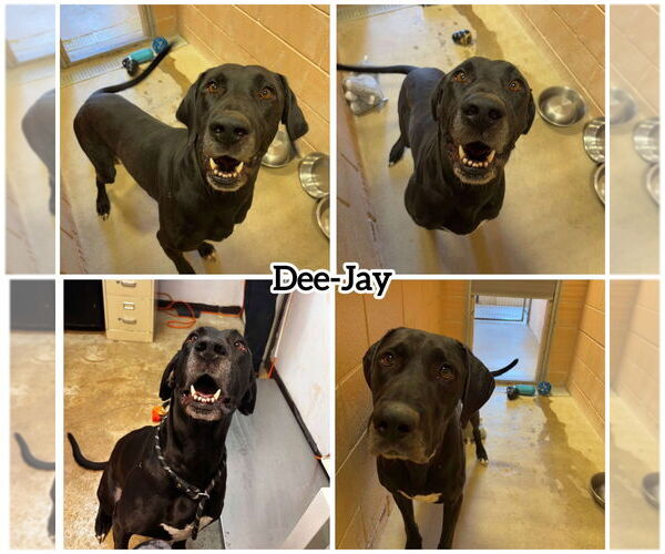 Medium Photo #2 Great Dane-Labrador Retriever Mix Puppy For Sale in Bullard, TX, USA