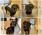 Small #1 Great Dane-Labrador Retriever Mix