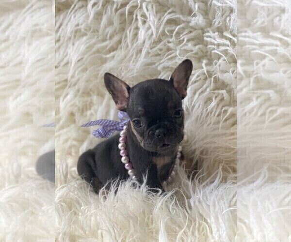 Medium Photo #7 French Bulldog Puppy For Sale in MONTEBELLO, CA, USA