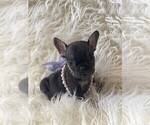 Small Photo #7 French Bulldog Puppy For Sale in MONTEBELLO, CA, USA