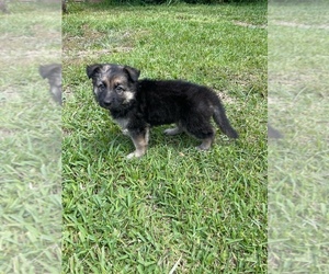 German Shepherd Dog Puppy for sale in CORAL SPRINGS, FL, USA