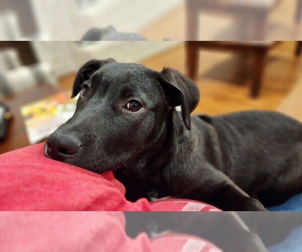 Medium Photo #11 Labrador Retriever-Unknown Mix Puppy For Sale in Flower Mound, TX, USA