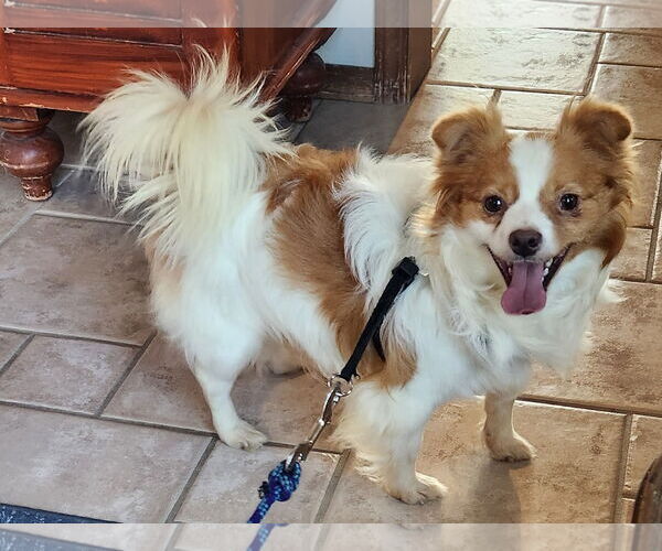 Medium Photo #3 Chion Puppy For Sale in Emmett, ID, USA