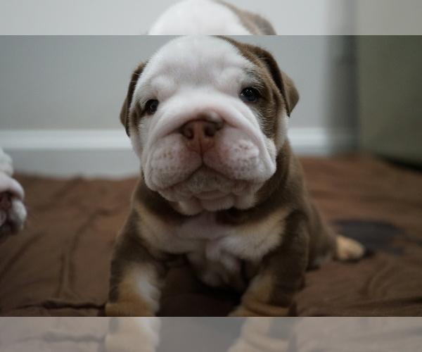 Medium Photo #4 Bulldog Puppy For Sale in SIMPSONVILLE, SC, USA