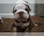 Small Photo #4 Bulldog Puppy For Sale in SIMPSONVILLE, SC, USA