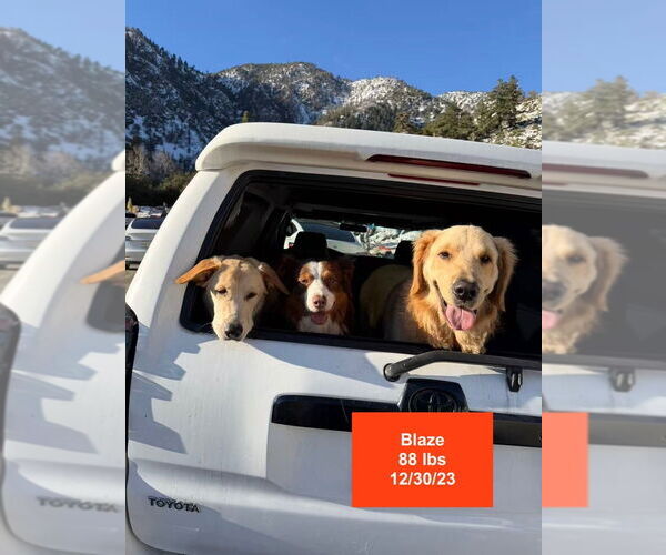 Medium Photo #10 Golden Retriever Puppy For Sale in West Hollywood, CA, USA