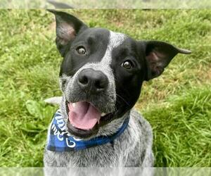 Mutt Dogs for adoption in Pueblo, CO, USA