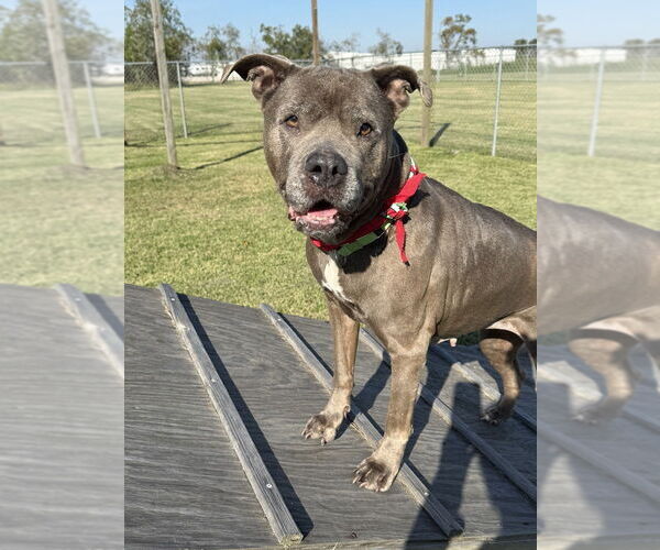 Medium Photo #5 Mutt Puppy For Sale in San Leon, TX, USA