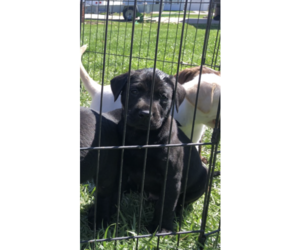 Labrador Retriever Puppy for sale in BOWEN, IL, USA