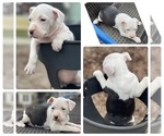 Small #3 American Staffordshire Terrier