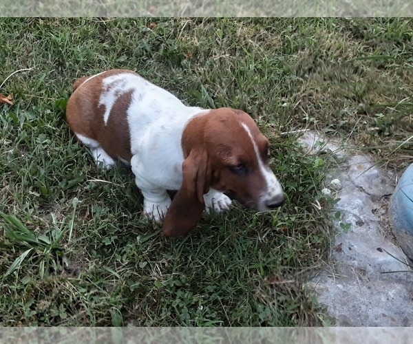 Medium Photo #4 Basset Hound Puppy For Sale in SPARTA, MO, USA
