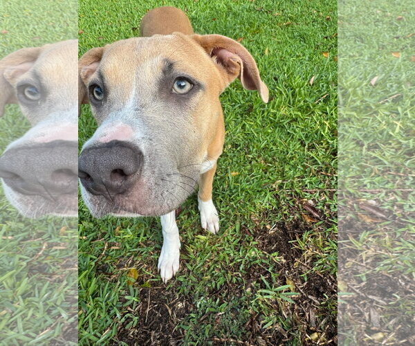 Medium Photo #3 Mutt Puppy For Sale in Orlando, FL, USA