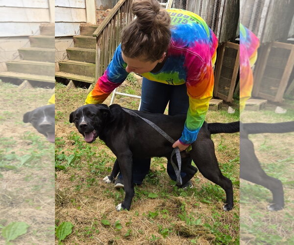 Medium Photo #2 Labrador Retriever-Unknown Mix Puppy For Sale in Blairsville, GA, USA