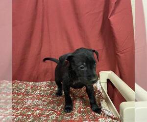 Staffordshire Bull Terrier Dogs for adoption in Modesto, CA, USA