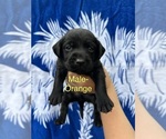 Small #6 Labrador Retriever