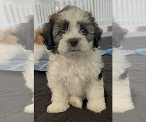 Zuchon Puppy for sale in BENTONVILLE, AR, USA