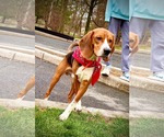 Small #1 Beagle Mix