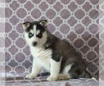 Small Photo #1 Siberian Husky Puppy For Sale in FREDERICKSBG, OH, USA