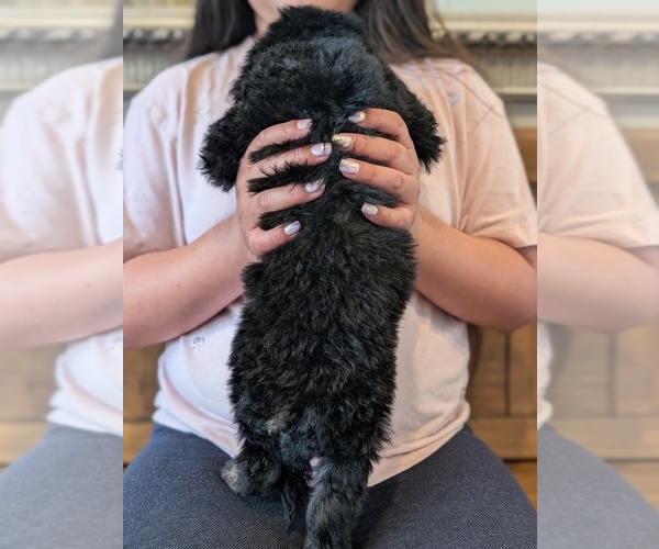 Medium Photo #5 Bernedoodle-Golden Mountain Dog Mix Puppy For Sale in DAVIS, CA, USA