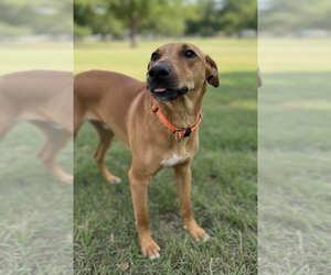 Lucy - Female Mutt Dog for Adoption - Photo #2