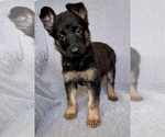 Puppy Miss White German Shepherd Dog